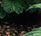 landscape background